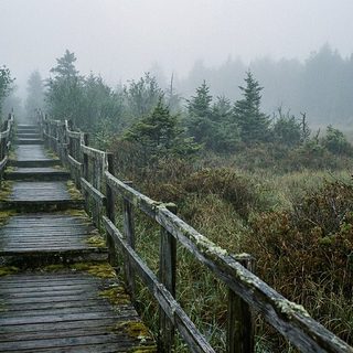 A weathered wooden boardwalk running low across an open sphagnum bog in morning fog